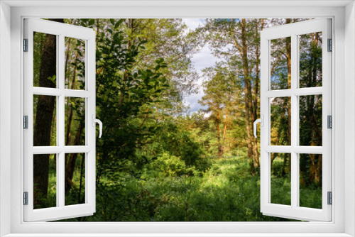 Fototapeta Naklejka Na Ścianę Okno 3D - Green deciduous forest, Europe