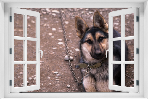 Fototapeta Naklejka Na Ścianę Okno 3D - German Shepherd . dog on a chain in the yard.Pets. four-legged pets.