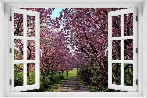 Fototapeta Naklejka Na Ścianę Okno 3D - Allee mit rosa blühenden Japanischen Blütenkirschen (Prunus serrulata) und weißblühendem Kirschbaum