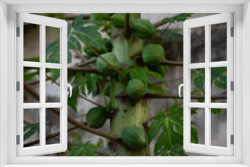 Fototapeta Naklejka Na Ścianę Okno 3D - Papaya Tree
