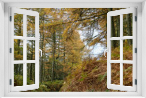 Fototapeta Naklejka Na Ścianę Okno 3D - peak distrcit woodland trees in autumn