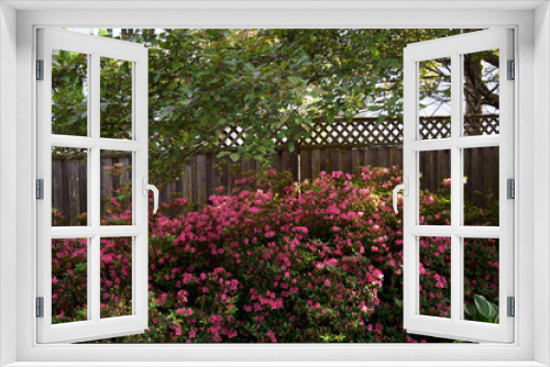 Fototapeta Naklejka Na Ścianę Okno 3D - Pink Flowers in the Garden