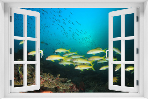 Fototapeta Naklejka Na Ścianę Okno 3D - Coral reef and fish underwater photo 