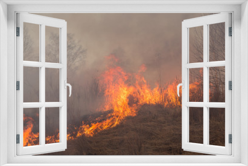 Fototapeta Naklejka Na Ścianę Okno 3D - Forest fire burning, Wildfire close up at day time