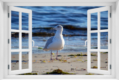 Fototapeta Naklejka Na Ścianę Okno 3D - Seagull at Rest