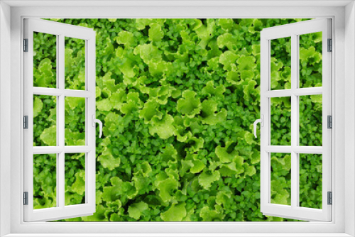 Fototapeta Naklejka Na Ścianę Okno 3D - lettuce-fresh on the ground after raining