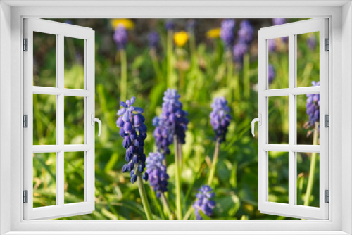 Fototapeta Naklejka Na Ścianę Okno 3D - Purple muscari flowers with soft sun light during spring in Metz