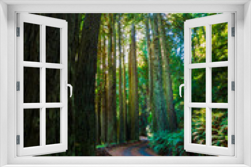 Fototapeta Naklejka Na Ścianę Okno 3D - The Old Coast Road Surrounded by Coastal Redwoods and Bracken Ferns, Big Sur, California, USA