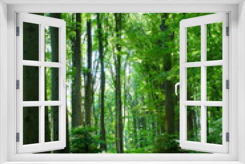 Fototapeta Naklejka Na Ścianę Okno 3D - Wald im Kaiserstuhl am Badberg