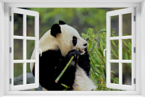 Fototapeta Naklejka Na Ścianę Okno 3D - Giant panda