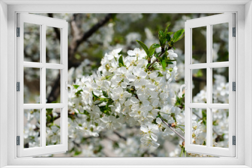 Fototapeta Naklejka Na Ścianę Okno 3D - Cherry blossoms. White cherry flowers close-up. Branches of fruit tree in bloom.