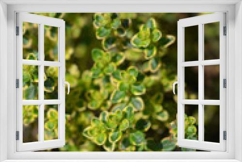 Fototapeta Naklejka Na Ścianę Okno 3D - Aureus Lemon Thyme