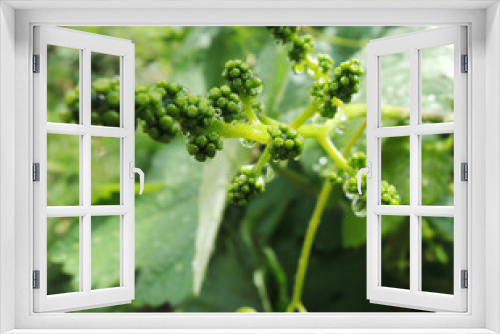 Fototapeta Naklejka Na Ścianę Okno 3D - Young green grape bunch with dew water droplets