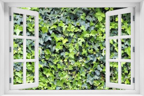 Fototapeta Naklejka Na Ścianę Okno 3D - Zarośnięty zielony płot