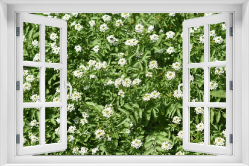 Fototapeta Naklejka Na Ścianę Okno 3D - Watercress flowers / Brassicaceae perennial / Wild vegetable