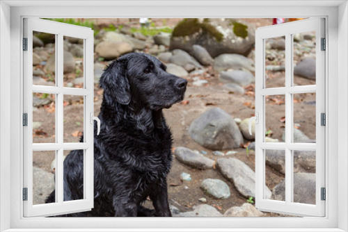 Fototapeta Naklejka Na Ścianę Okno 3D - Black labrador dog