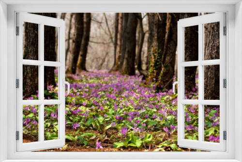 Fototapeta Naklejka Na Ścianę Okno 3D - 森の中のカタクリの花の群生