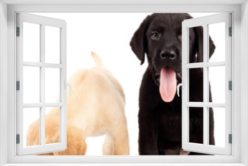 Fototapeta Naklejka Na Ścianę Okno 3D - two cute labrador puppies