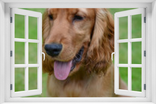 Fototapeta Naklejka Na Ścianę Okno 3D - Cocker spaniel portrait