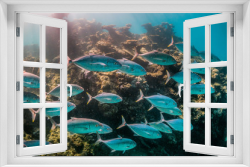 Fototapeta Naklejka Na Ścianę Okno 3D - Silver pelagic fish swimming in unison in clear blue water