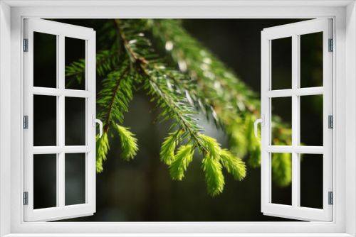 Fototapeta Naklejka Na Ścianę Okno 3D - Fresh growth of spruce