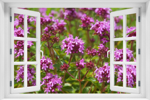 Fototapeta Naklejka Na Ścianę Okno 3D - Purple flowers of Breckland thyme, Thymus serpyllum