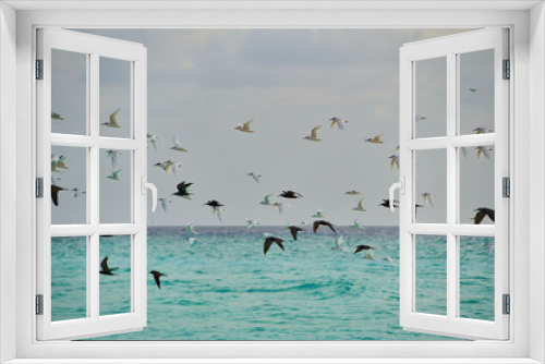 Fototapeta Naklejka Na Ścianę Okno 3D - Seagulls on a desert island in Maldives