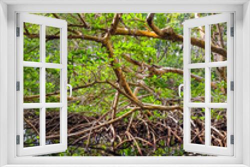 Fototapeta Naklejka Na Ścianę Okno 3D - Mangroven in der karibik