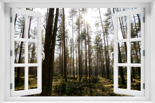 Fototapeta Naklejka Na Ścianę Okno 3D - Deforestation - wood logs in daylight