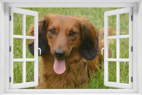 Fototapeta Naklejka Na Ścianę Okno 3D - Red Long-Haired Dachshund