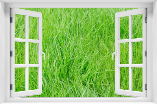 Fototapeta Naklejka Na Ścianę Okno 3D - Summer landscape. Green lush grass on a sunny day.