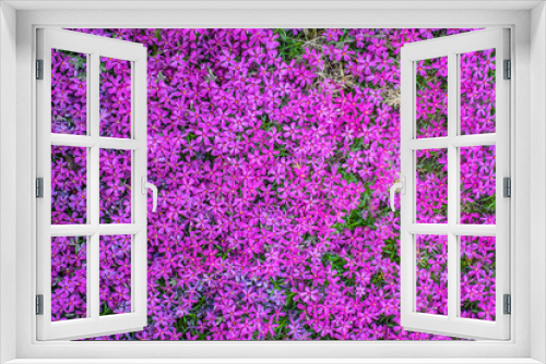 Fototapeta Naklejka Na Ścianę Okno 3D - Closeup of creeping phlox in full bloom with a bright pink color (Phlox stolonifera). Shibasakura. Field of Many Beautiful pink flowers. Nature background.