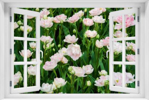 Fototapeta Naklejka Na Ścianę Okno 3D - Pale pink tulips on a Sunny spring day