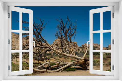 Fototapeta Naklejka Na Ścianę Okno 3D - ein umgefallener knorriger vertrockneter Baum
