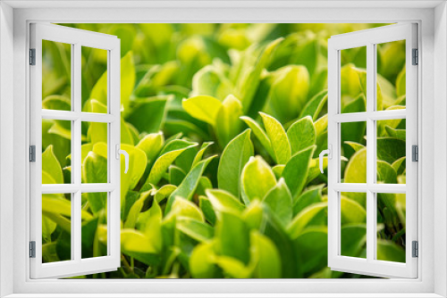 Fototapeta Naklejka Na Ścianę Okno 3D - Closeup nature view of green leaf on blurred greenery background in garden with copy space using as background natural green plants landscape, ecology, fresh wallpaper concept.
