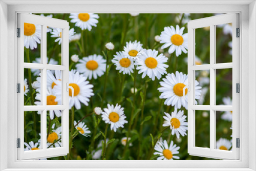 Fototapeta Naklejka Na Ścianę Okno 3D - Margeriten (Leucanthemum) auf bunter Frühlingswiese mit schönen weißen Blütenblättern und gelben Stempeln locken Insekten wie Bienen als Bienenweide zur Bestäubung und Honigproduktion im Frühling an