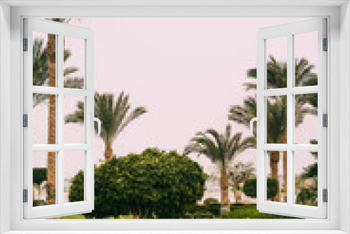 Fototapeta Naklejka Na Ścianę Okno 3D - Green tall palm trees with design bushes and lawns at the hotel in Sharm el Sheikh, Sinai, Egypt, Asia in summer hot. Landscape overlooking the Red Sea. Holidays at sea with palm trees. Landscaping
