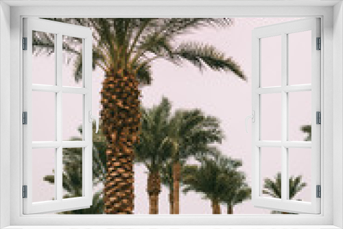 Fototapeta Naklejka Na Ścianę Okno 3D - Green tall palm trees with design bushes and lawns at the hotel in Sharm el Sheikh, Sinai, Egypt, Asia in summer hot. Landscape overlooking the Red Sea. Holidays at sea with palm trees.  Landscaping