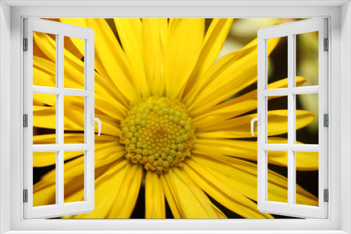 Fototapeta Naklejka Na Ścianę Okno 3D - Bright Blooming Yellow Spring Flower