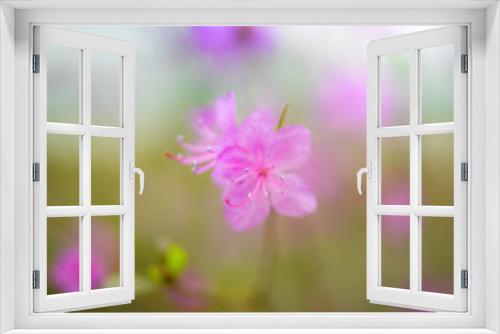 Fototapeta Naklejka Na Ścianę Okno 3D - Spring flowering pink almond closeup.