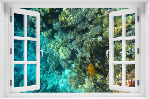 Fototapeta Naklejka Na Ścianę Okno 3D - Coral reef in the Red Sea with fish