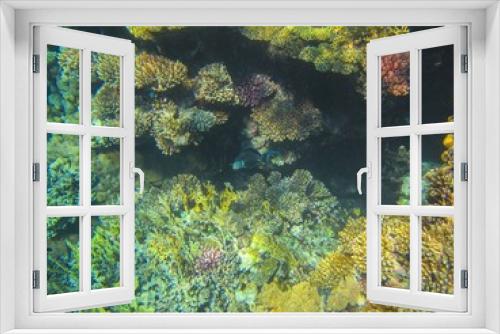Fototapeta Naklejka Na Ścianę Okno 3D - Coral reef of Red Sea
