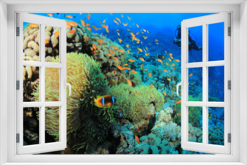 Fototapeta Naklejka Na Ścianę Okno 3D - Anemones and Scuba Diver