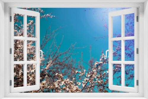 Fototapeta Naklejka Na Ścianę Okno 3D - Horizontal banner with branches of the blossoming white flowers. On sunny blue sky background. Mock up template. Copy space for text