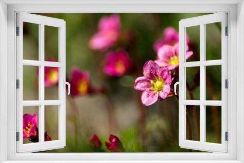 Fototapeta Naklejka Na Ścianę Okno 3D - Kwiat Skalnica