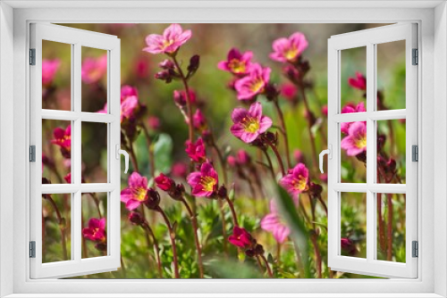 Fototapeta Naklejka Na Ścianę Okno 3D - Kępa kwiatów Skalnicy