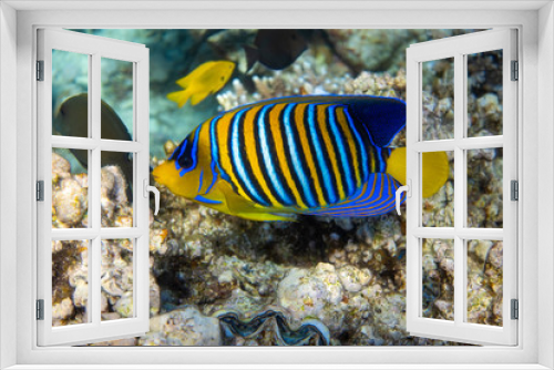 Fototapeta Naklejka Na Ścianę Okno 3D - Royal Angelfish (Regal Angel Fish) in a coral reef, Red Sea, Egypt. Tropical colorful fish with yellow fins, orange, white and blue stripes in blue ocean water. Side view, close up.