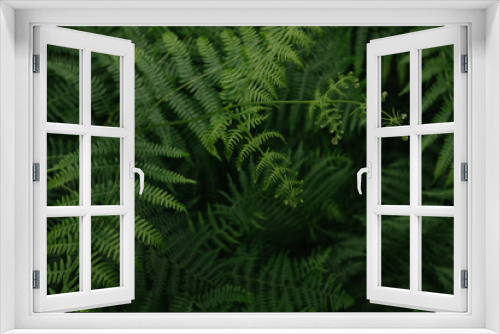 Fototapeta Naklejka Na Ścianę Okno 3D - Farn 2