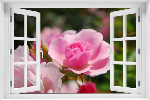 Fototapeta Naklejka Na Ścianę Okno 3D - 薔薇