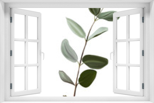 Fototapeta Naklejka Na Ścianę Okno 3D - botanical illustration, a branch of eucalyptus
